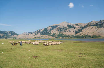 farm sheep lambs around the Mates Lake in Italy