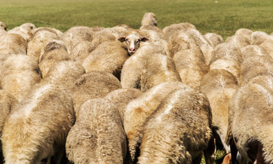 farm sheep lambs around the Mates Lake in Italy