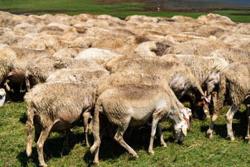 farm sheep lambs around the Mates Lake in Italy