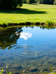 Peaceful Field Pond with Sharp Reflections