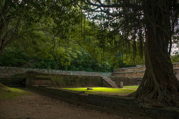 Ancient Mayan Ruins Hidden in a Lush Tropical Jungle