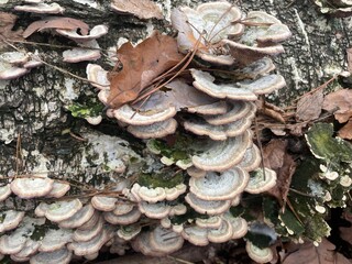 Autumn forest mushrooms in old woods