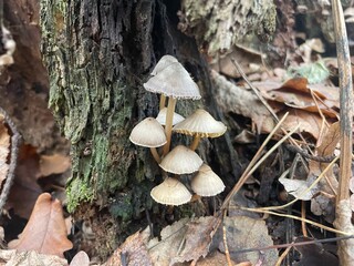 Autumn forest mushrooms in old woods
