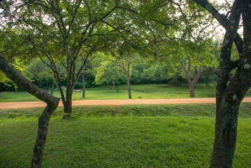 trees and road in the safari park