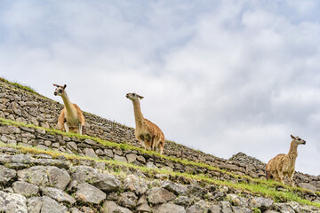 Llamas grazing on the terraces of Machu Picchu