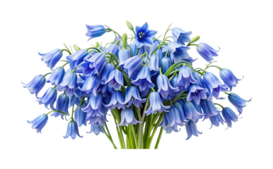 Beautiful bouquet of vibrant bluebell flowers on a white background arrangement