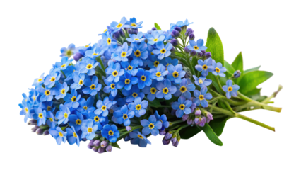 Beautiful bunch of forgetmenot flowers with blue petals and yellow centers