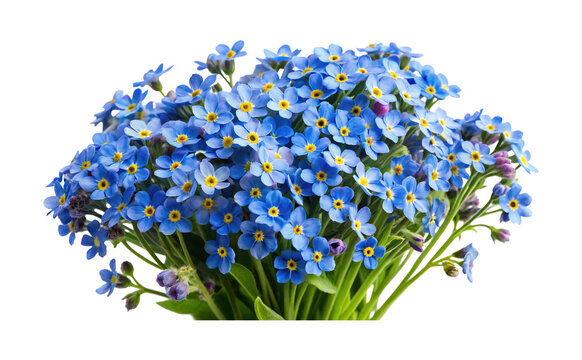 Beautiful bouquet of delicate forgetmenot flowers on a clean white background