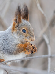 The squirrel with nut sits on tree in the winter or late autumn