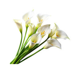 Fototapeta premium Elegant Bouquet of White Calla Lilies with Green Stems on White Background