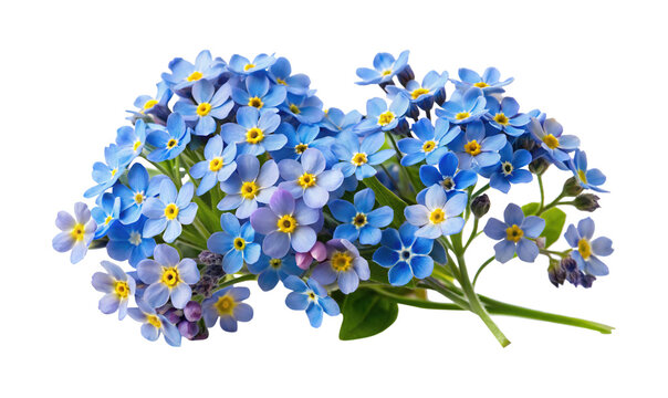 Close up shot of a bouquet of beautiful forgetmenot flowers