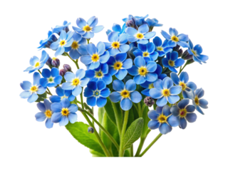 Beautiful bunch of vibrant blue forgetmenot flowers with bright yellow centers
