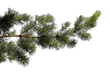 Photo of a pine branch on a transparent background   © Валерий Плотников