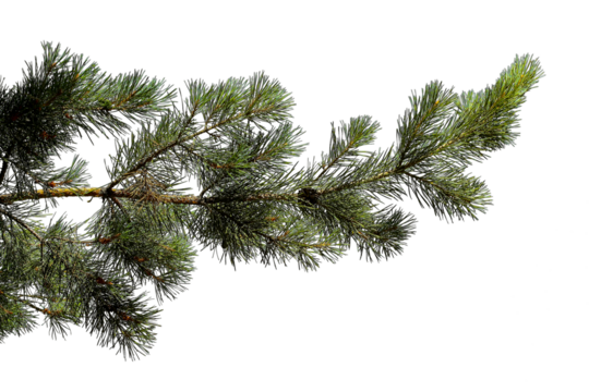 Photo of a pine branch on a transparent background	
