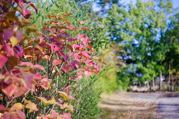 散歩道で見つけた、緑に映える美しい紅葉