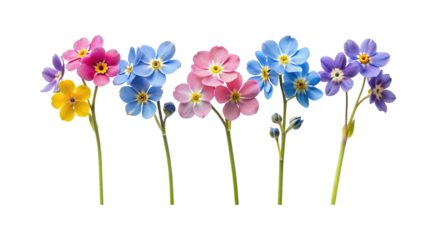 Assorted colors of small elegant flowers on stems, presented on white background
