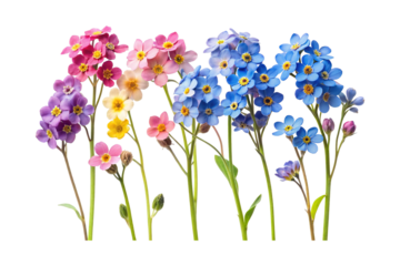 Assortment of Colorful ForgetMeNot Flowers in a Row on White Background