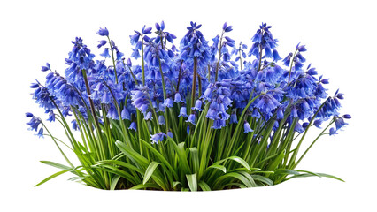 Obraz premium Beautiful vibrant bluebell flowers with lush green foliage in a natural setting