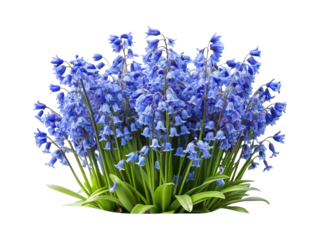 A stunning display of vibrant bluebell flowers in full bloom with green leaves