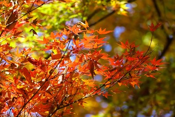 Autumn in Japan, when the leaves begin to change color