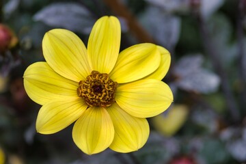 Bright yellow flower with distinct petals blooms in a vibrant garden setting during springtime