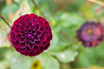 Dark red dahlia blooms in garden during late summer with blurred background flowers