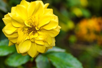 Bright yellow flower blooms in a garden setting during spring season showcasing vibrant nature