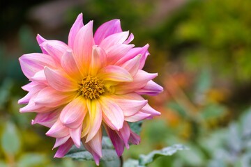 Beautiful pink and yellow dahlia flower blooming in a vibrant garden setting during the spring season