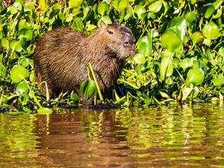 Impressing view of capybara resting near the water’s edge surrounded by lush vegetation and natural floodplain habitat, Pantanal wetlands, Brazil