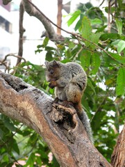 Close-up of a squirrel eating on a tree branch with green foliage and a soft urban backdrop.