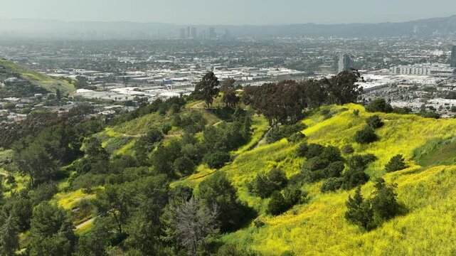 Los Angeles Kenneth Hahn Park California Super Bloom Aerial Shot Forward