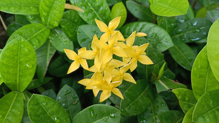 Beautiful Yellow asoka Flower, Saraca thaipingensis with fresh green leaves background and droplets in the morning