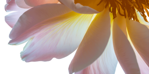 Close up of delicate pale pink flower petals with yellow center isolated on transparent background