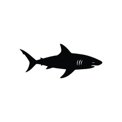 Great white shark vector illustration on white background