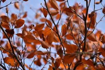 A shot of red copper colored leaves of European beech tree, Fagus sylvatica, with the buds already visible. 