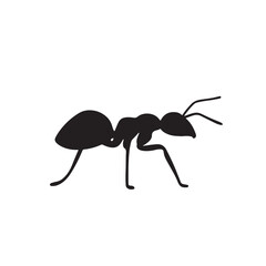 Ant isolated on a white background in a close-up view