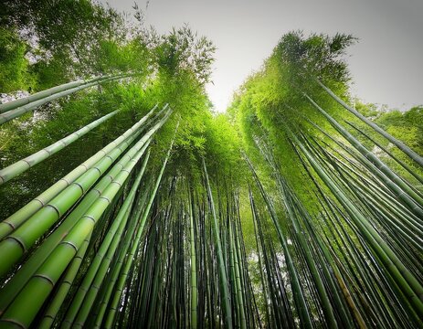 elegant green bamboo stalks displaying organic growth on simple backdrop