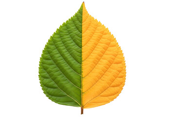 Leaf showing seasonal color change, half green and half yellow isolated on transparent background