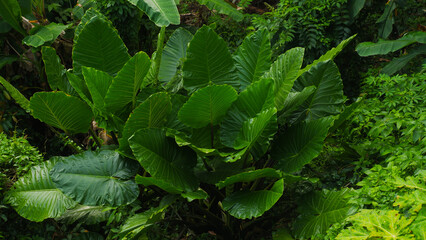 Lush Tropical Foliage with Large Green Leaves