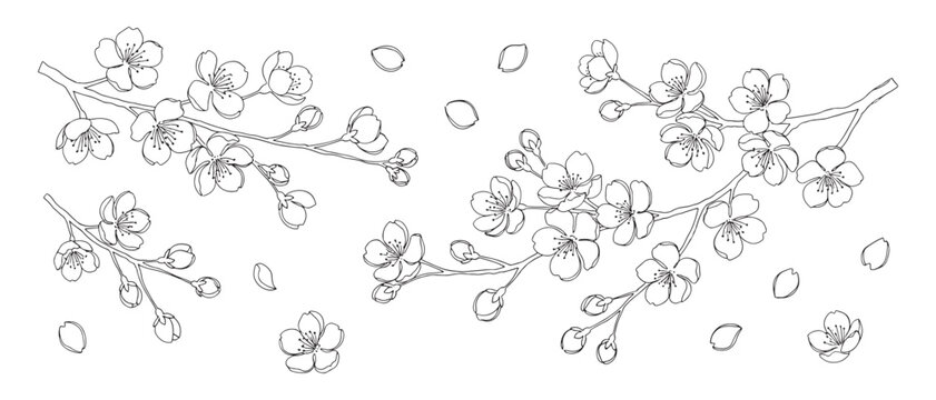 A black and white drawing of a branch with blossoms and leaves. Concept of serenity and calmness, as the delicate flowers and leaves are depicted in a simple and elegant manner