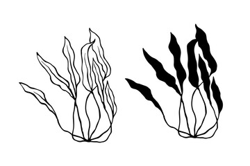 Line sketch, silhouette of sea plants, algae. Simple botanical elements. Vector graphics.