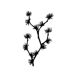 Botanical silhouette of a coniferous tree branch. Vector graphic.