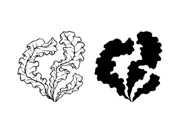 Line sketch, silhouette of sea plants, algae. Simple botanical elements. Vector graphics.