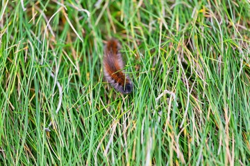 A furry brown caterpillar crawls through blades of green grass. The insect has distinct dark bands on either end of its body in Polly Joke - Cornwall - UK