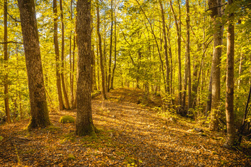 Autumn in the forest with big trees
