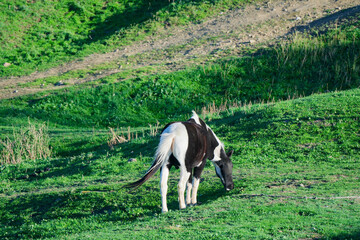 A horse near Jvari Monastery.