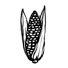 Sketch, doodle of a corn head vegetable. Vector graphics.