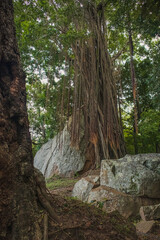 Ancient Banyan Tree with Aerial Roots and Boulders