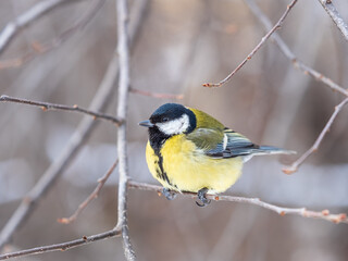 Cute bird Great tit, songbird sitting on a branch without leaves in the autumn or winter.