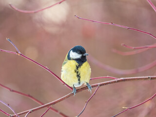 Cute bird Great tit, songbird sitting on a branch without leaves in the autumn or winter.